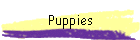 Puppies